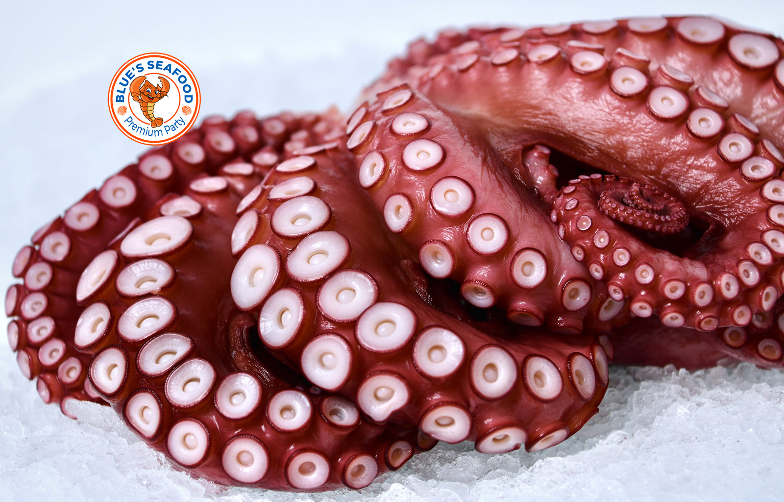 Octopus-whole-Madako